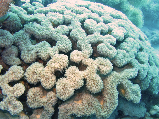  Euphyllia divisa (Frogspawn Coral, Wall Coral, Zig-Zag Coral, Octopus Coral)